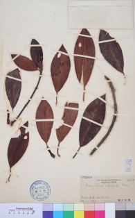 Specimen thumbnail